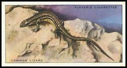 40 Common Lizard